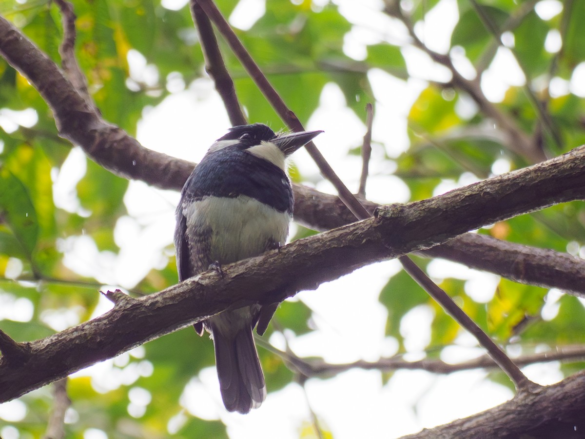 Black-breasted Puffbird - ML646120288