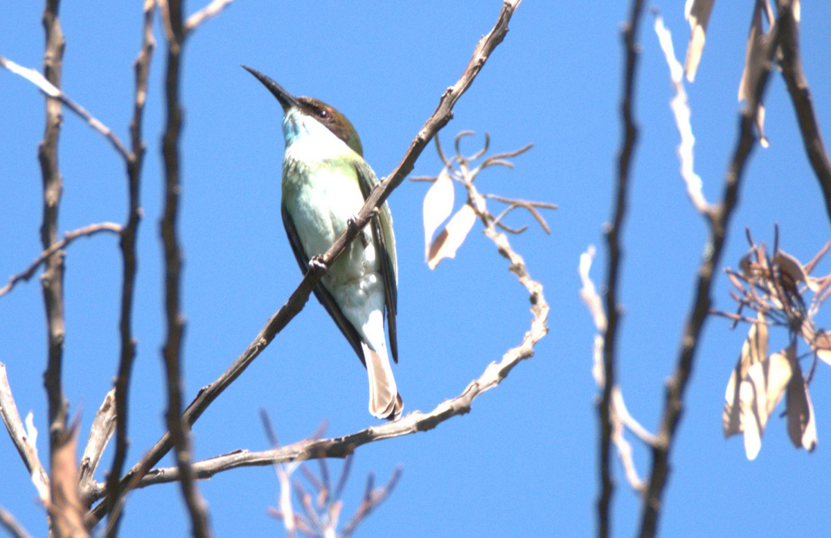 vlha modrohrdlá - ML646120290