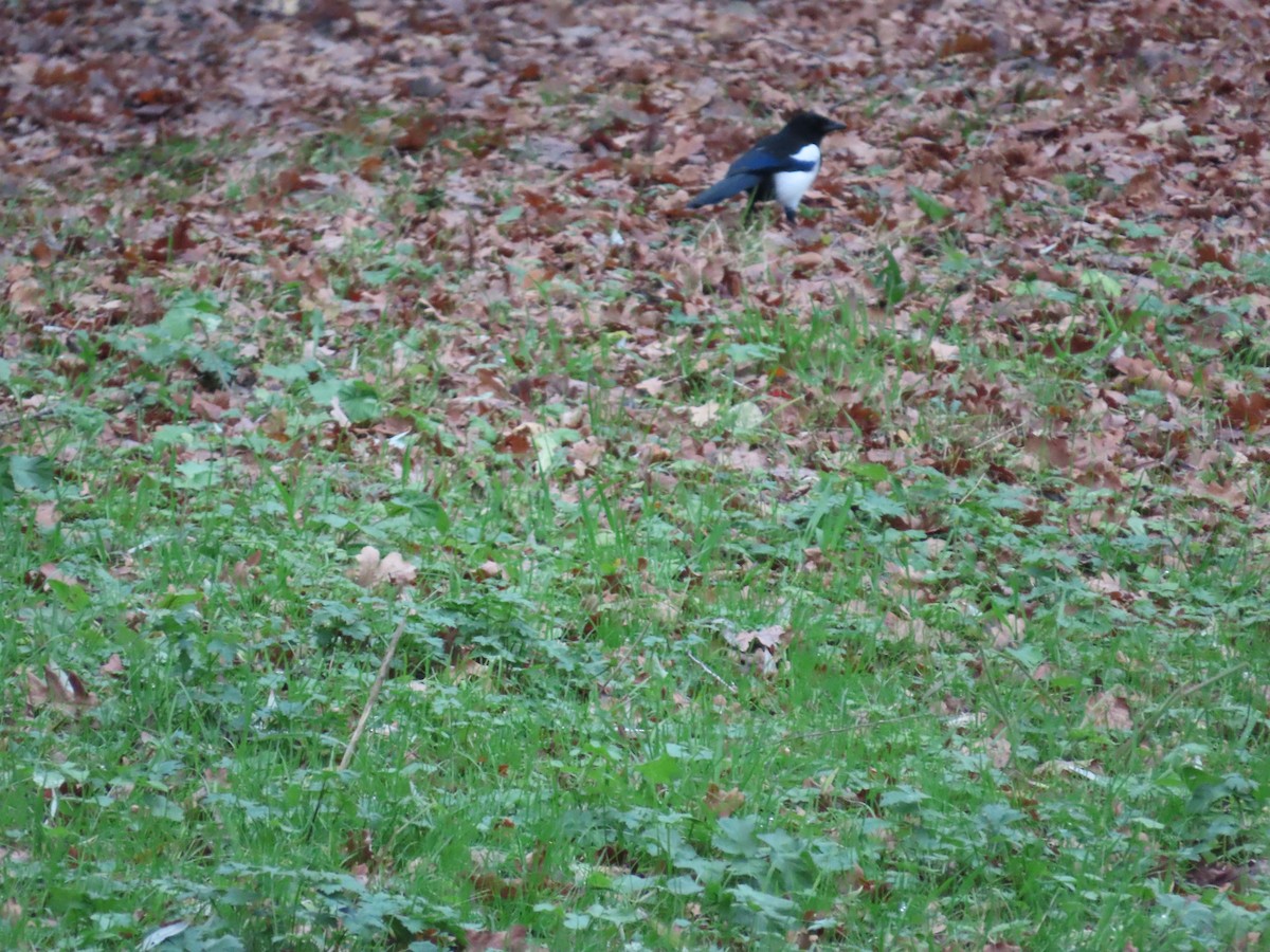 Eurasian Magpie - ML646120292