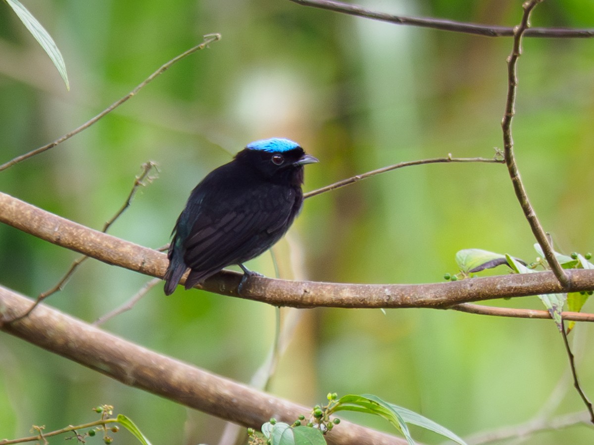 Velvety Manakin - ML646120293