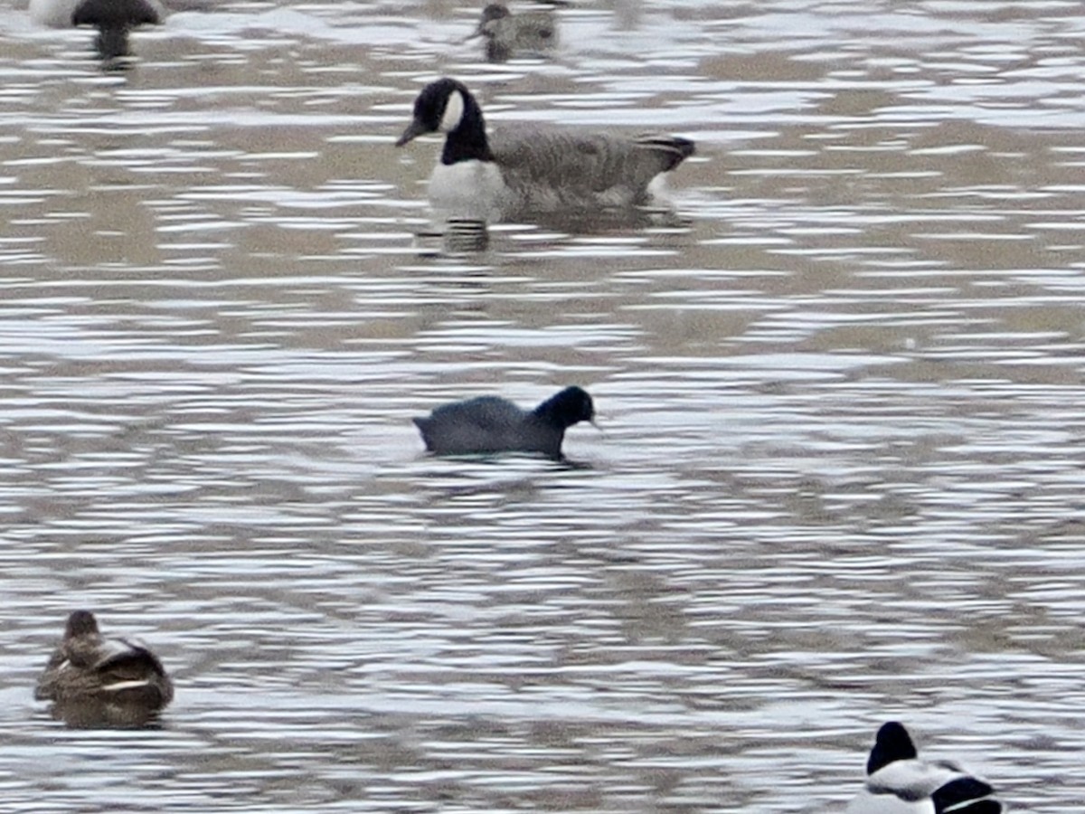 Foulque d'Amérique - ML646120302