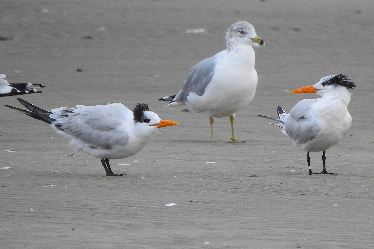 Königsseeschwalbe - ML646120305