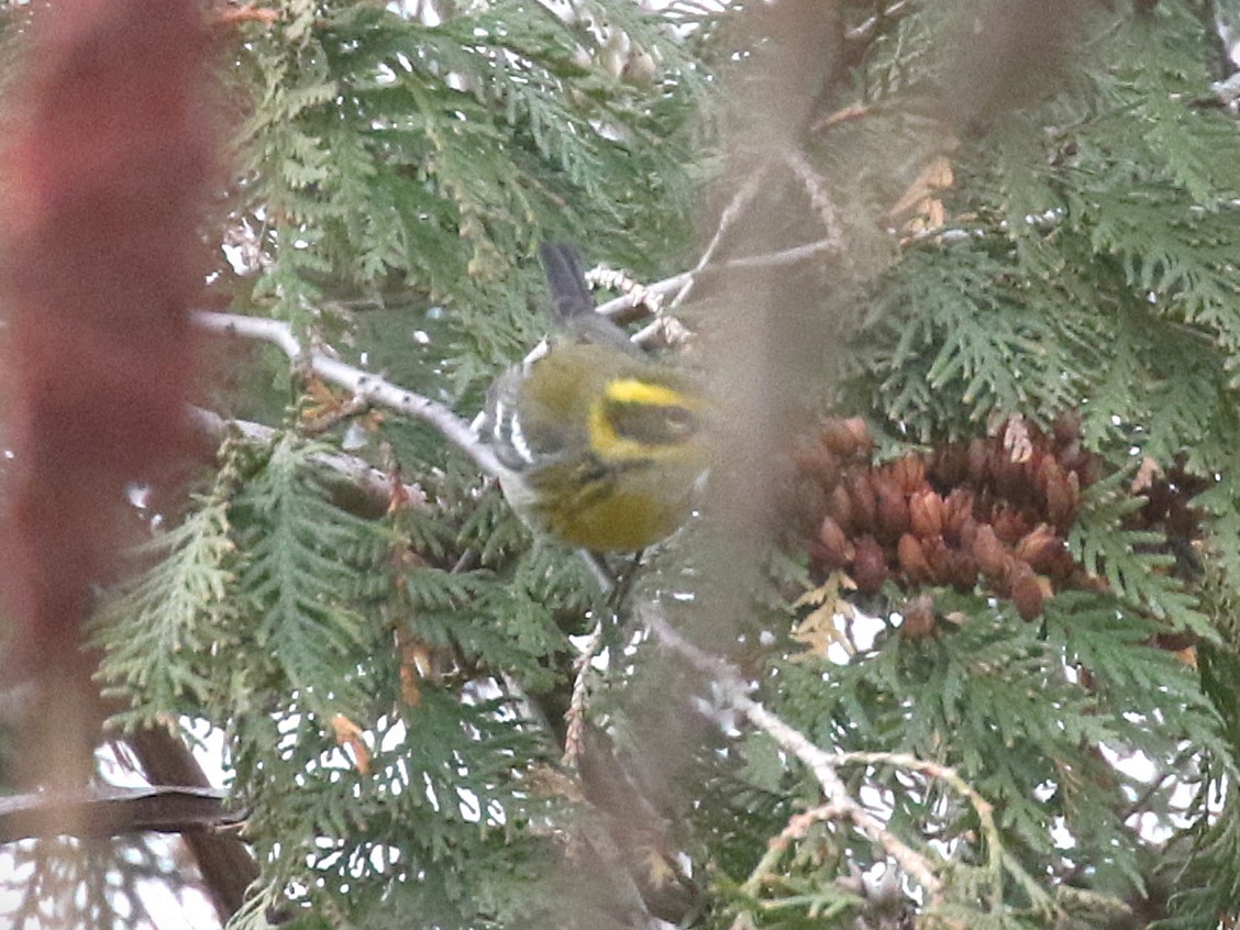 Townsend's Warbler - ML646120307