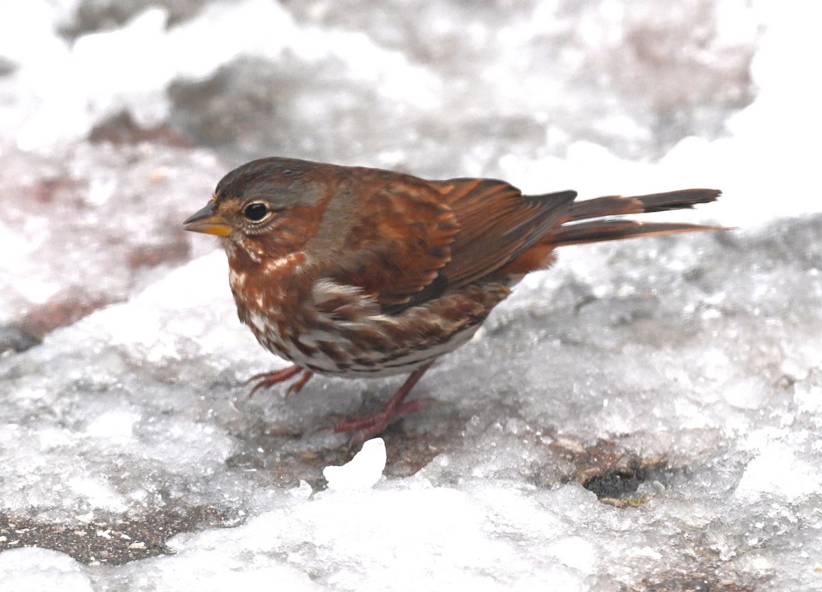 Fox Sparrow - ML646120309