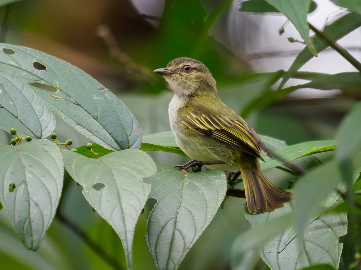 Mistletoe Tyrannulet - ML646120310