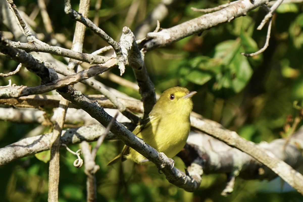 Mangrove Vireo - ML646120311