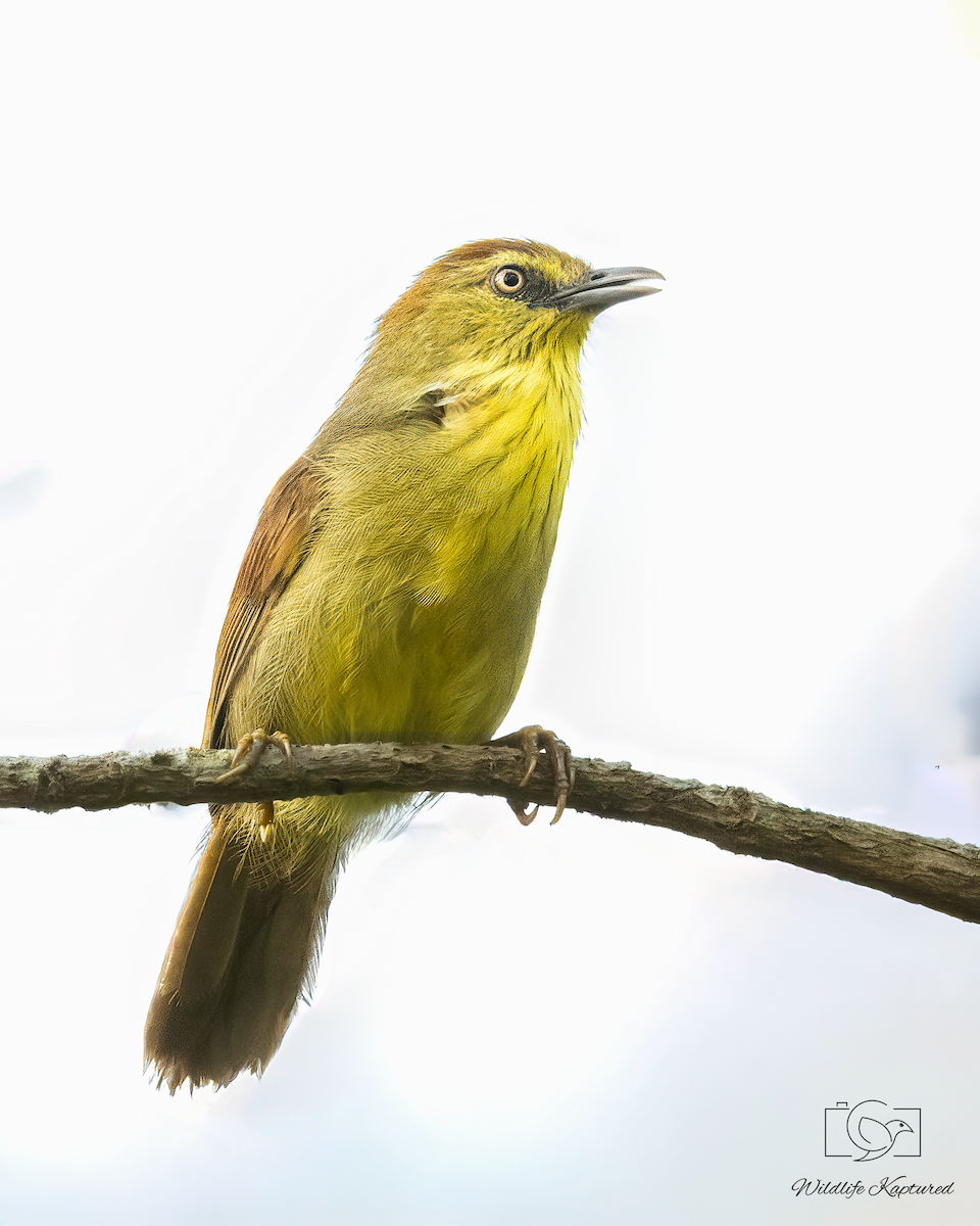Pin-striped Tit-Babbler - ML646120312