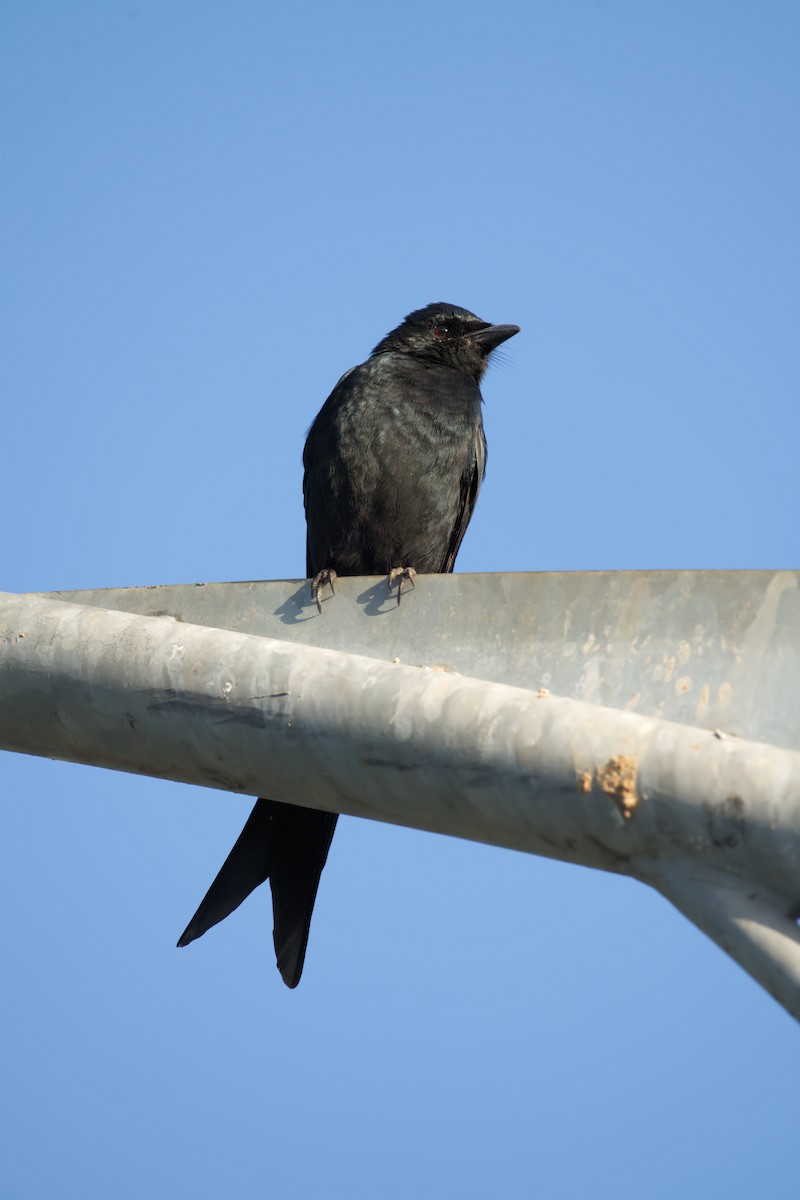 drongo černý - ML646120317