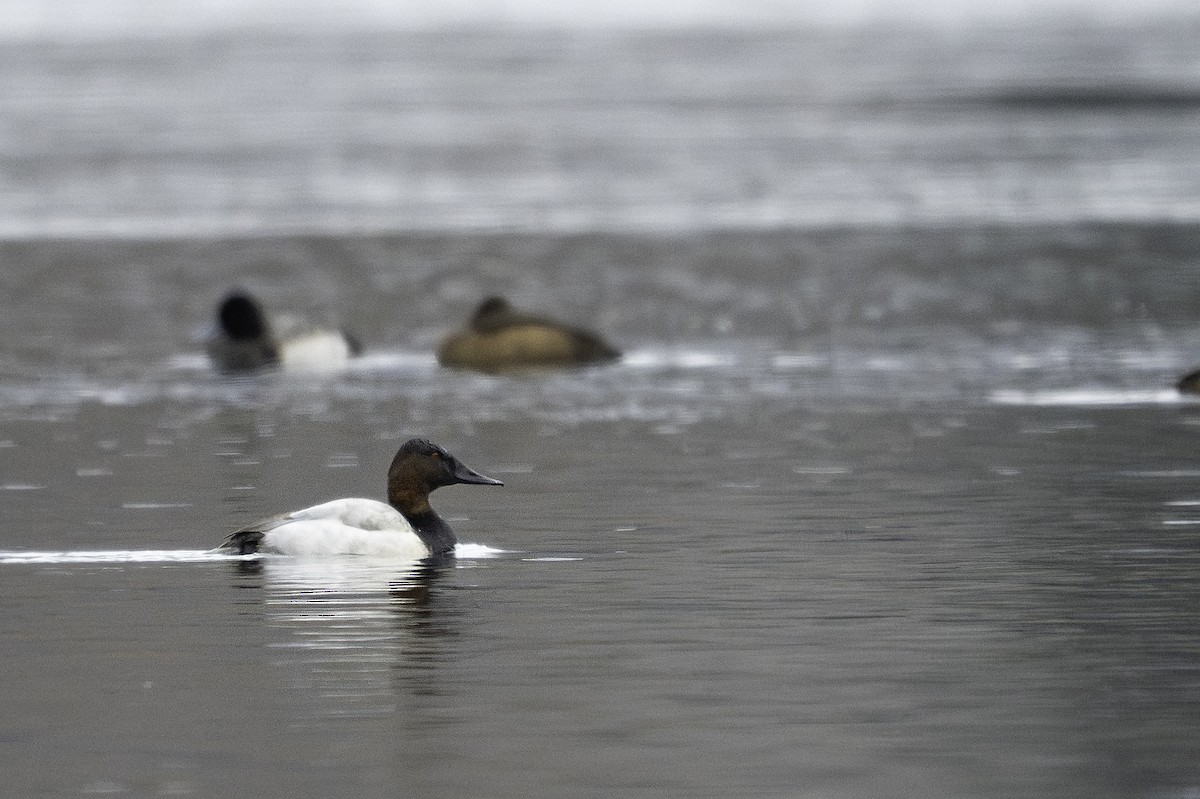 Canvasback - ML646120319