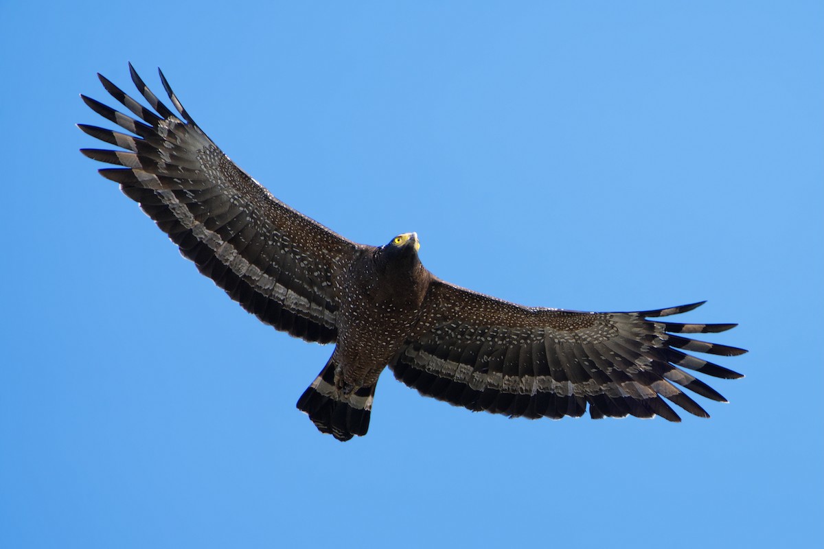 Culebrera Chiíla - ML646120328