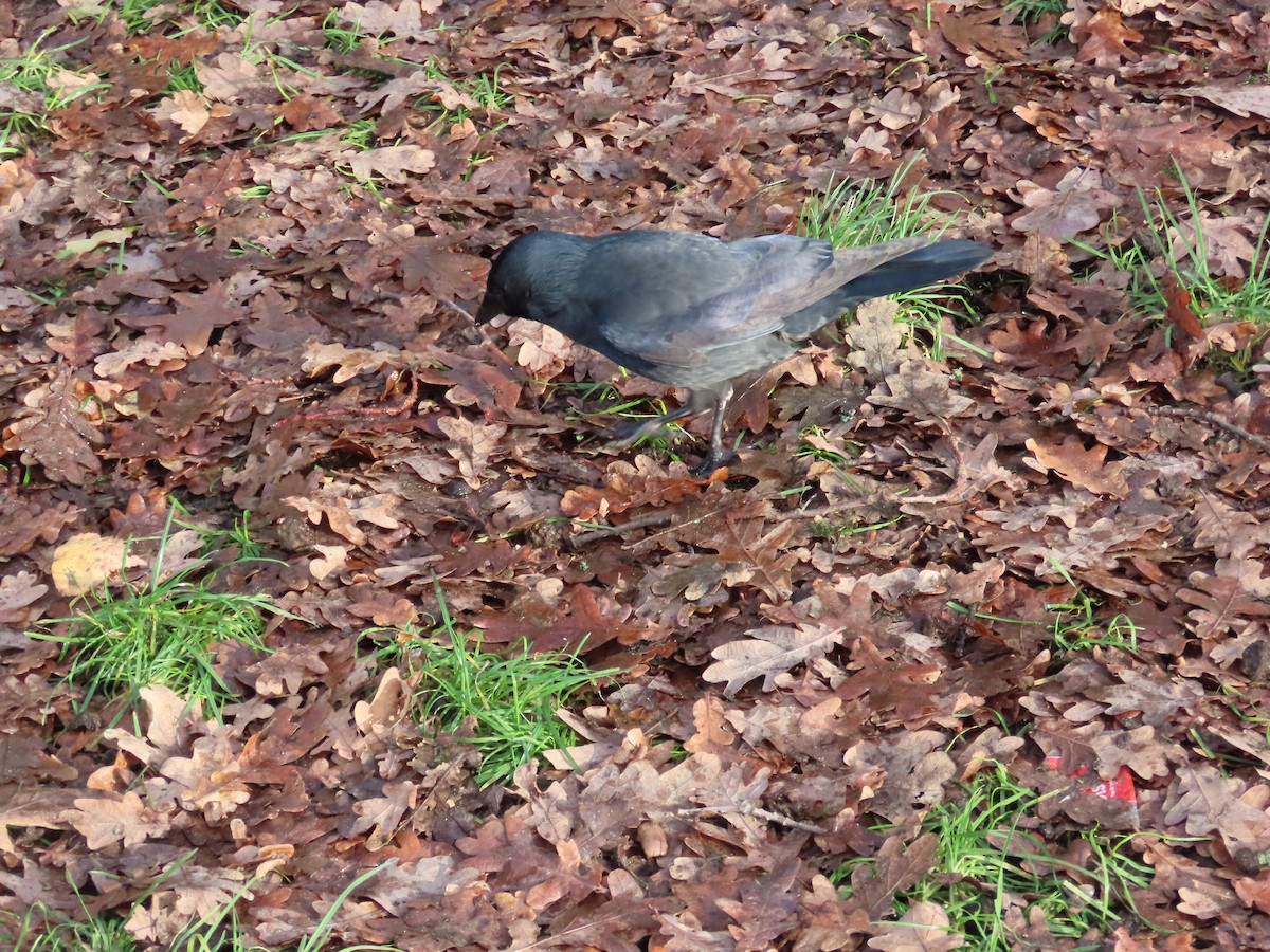 Eurasian Jackdaw - ML646120330