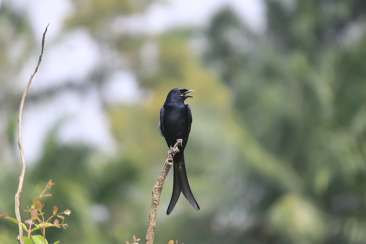 drongo černý - ML646120331