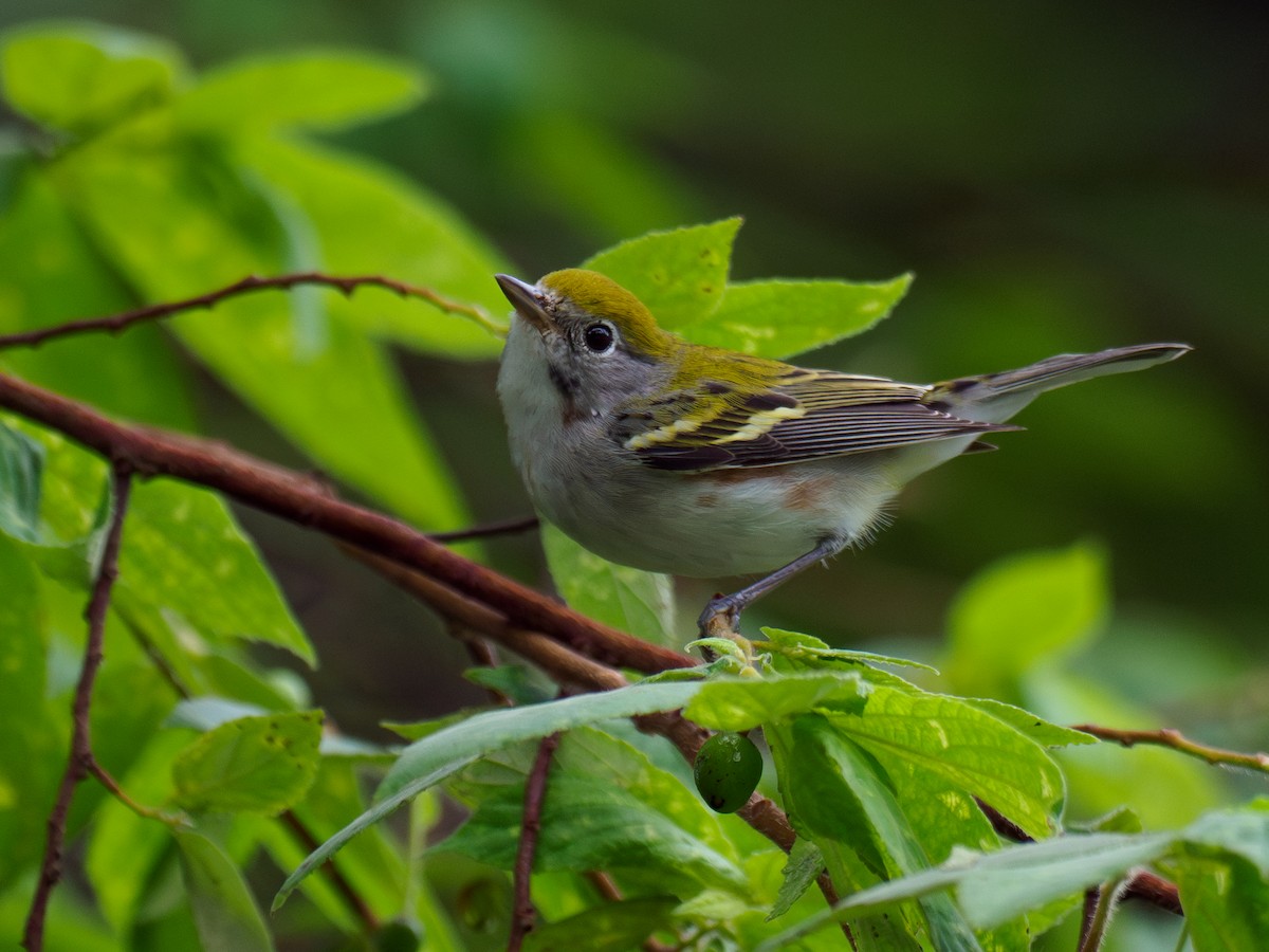 Chestnut-sided Warbler - ML646120333