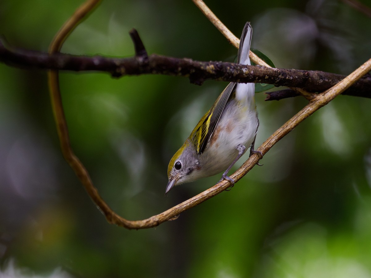 Chestnut-sided Warbler - ML646120334