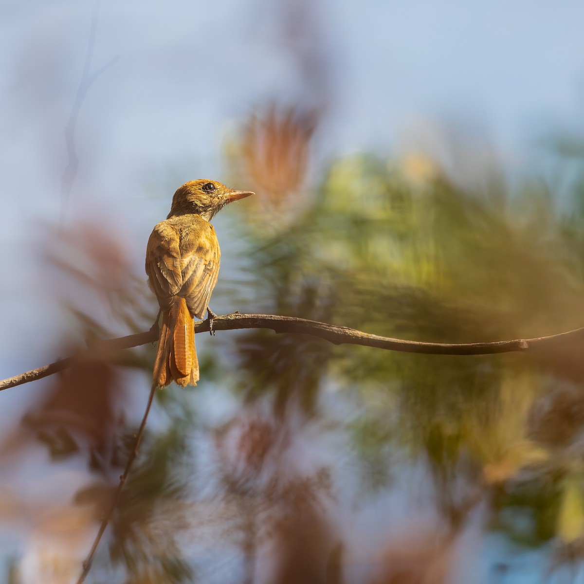 Ash-throated Casiornis - ML646120338