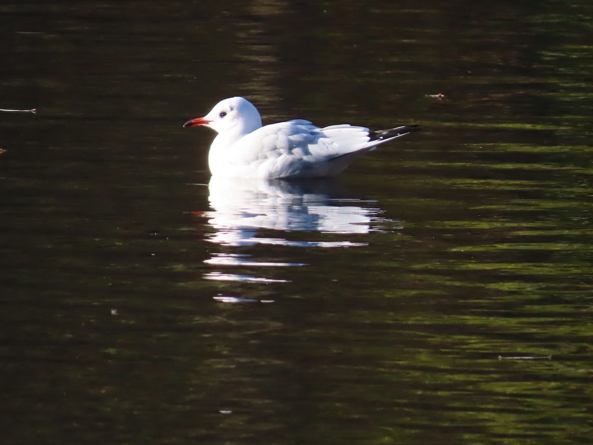 Black-headed Gull - ML646120340