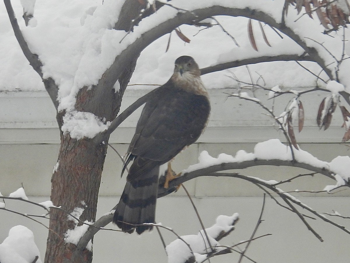 Rundschwanzhabicht - ML646120345