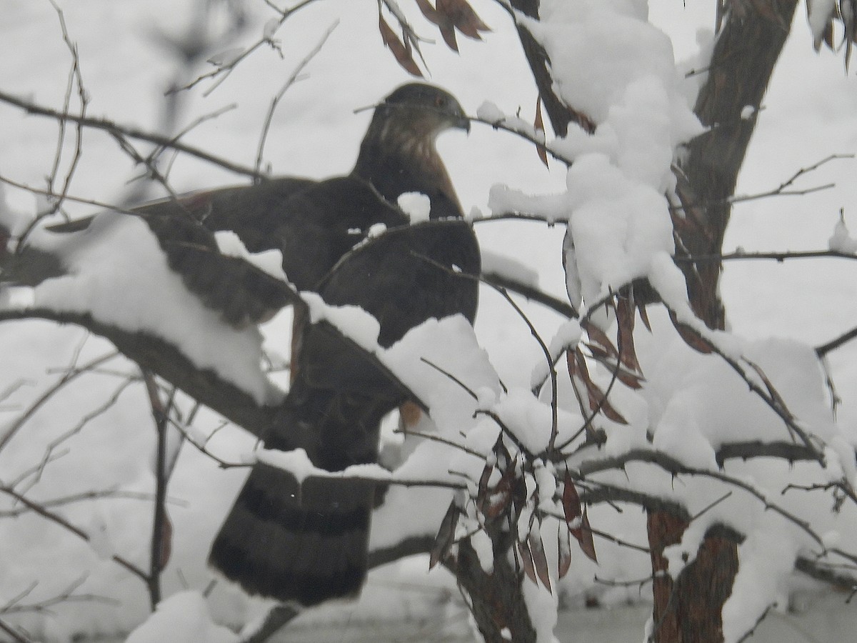 Rundschwanzhabicht - ML646120346