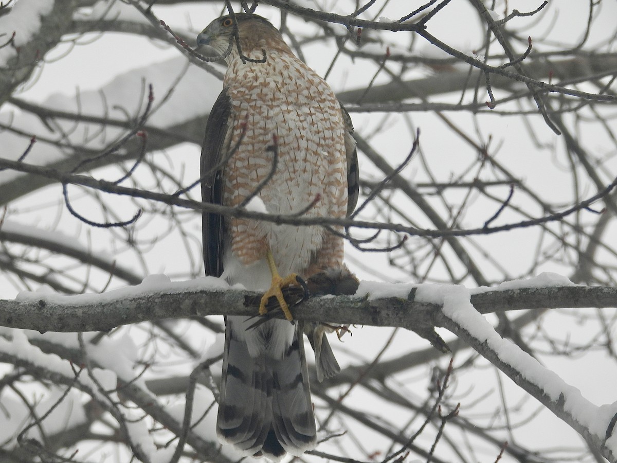 Rundschwanzhabicht - ML646120347