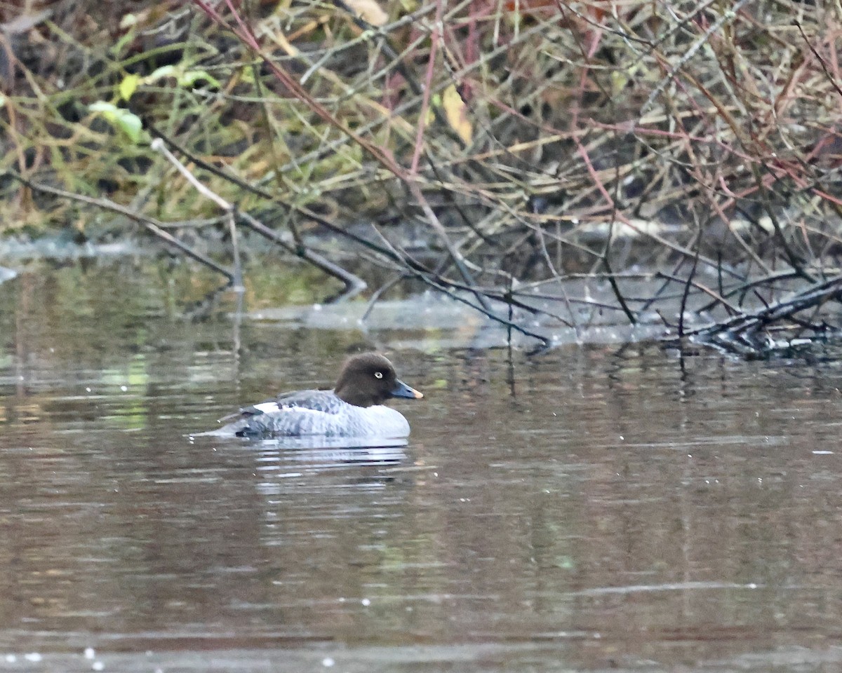 Quattrocchi - ML646120349