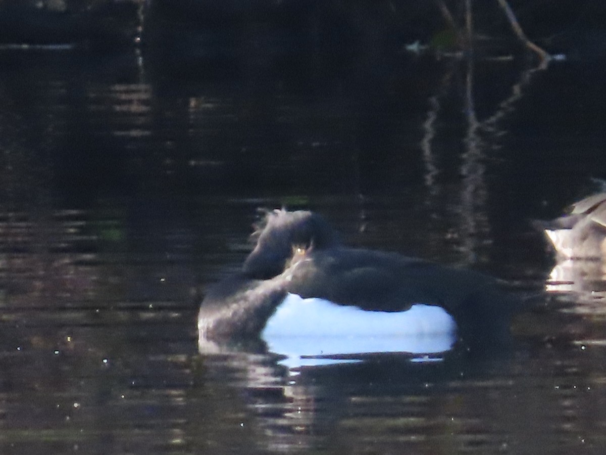 Tufted Duck - ML646120351