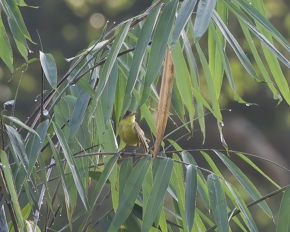 Hypolaïs jaune - ML646120354