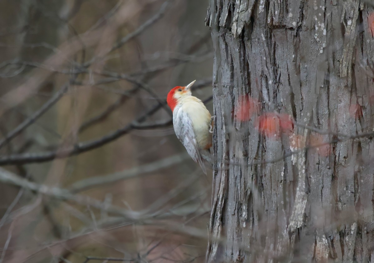 Гіла каролінська - ML646120355