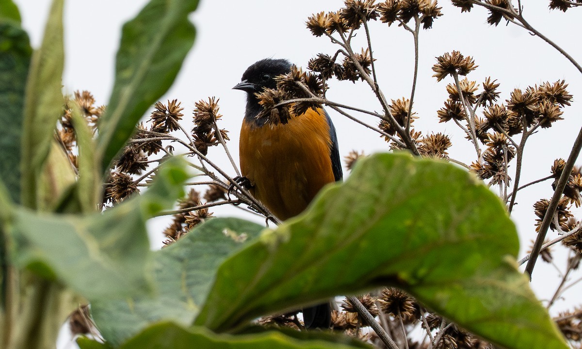 Blue-backed Conebill - ML646120357