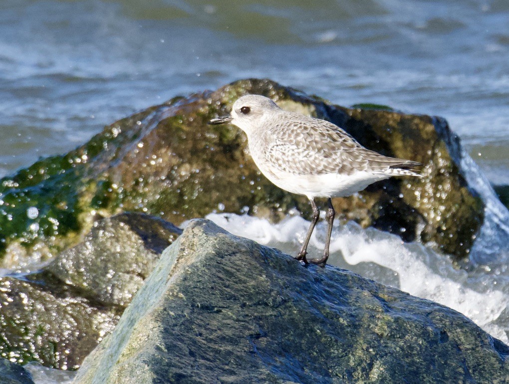 Chorlito Gris - ML646120361