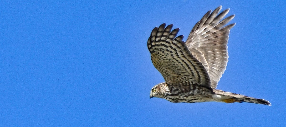 Rundschwanzhabicht - ML646120362