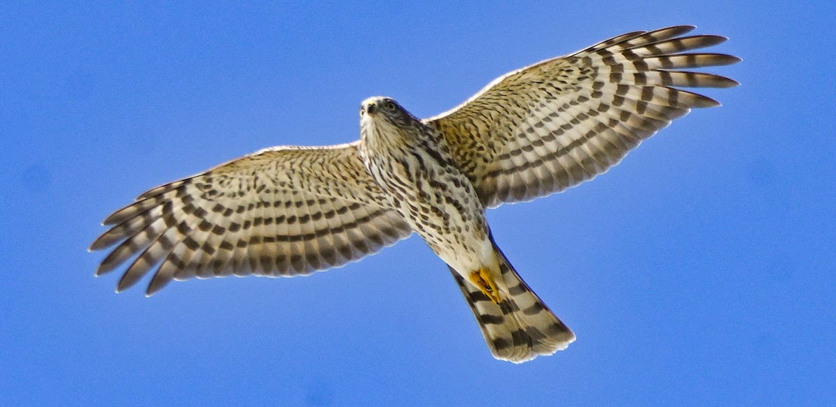 Куперов ястреб - ML646120366