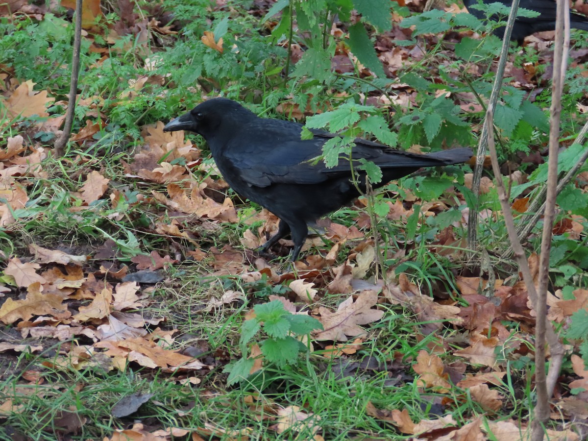 Чёрная ворона - ML646120367