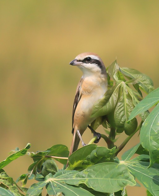 Сибирский жулан - ML646120368