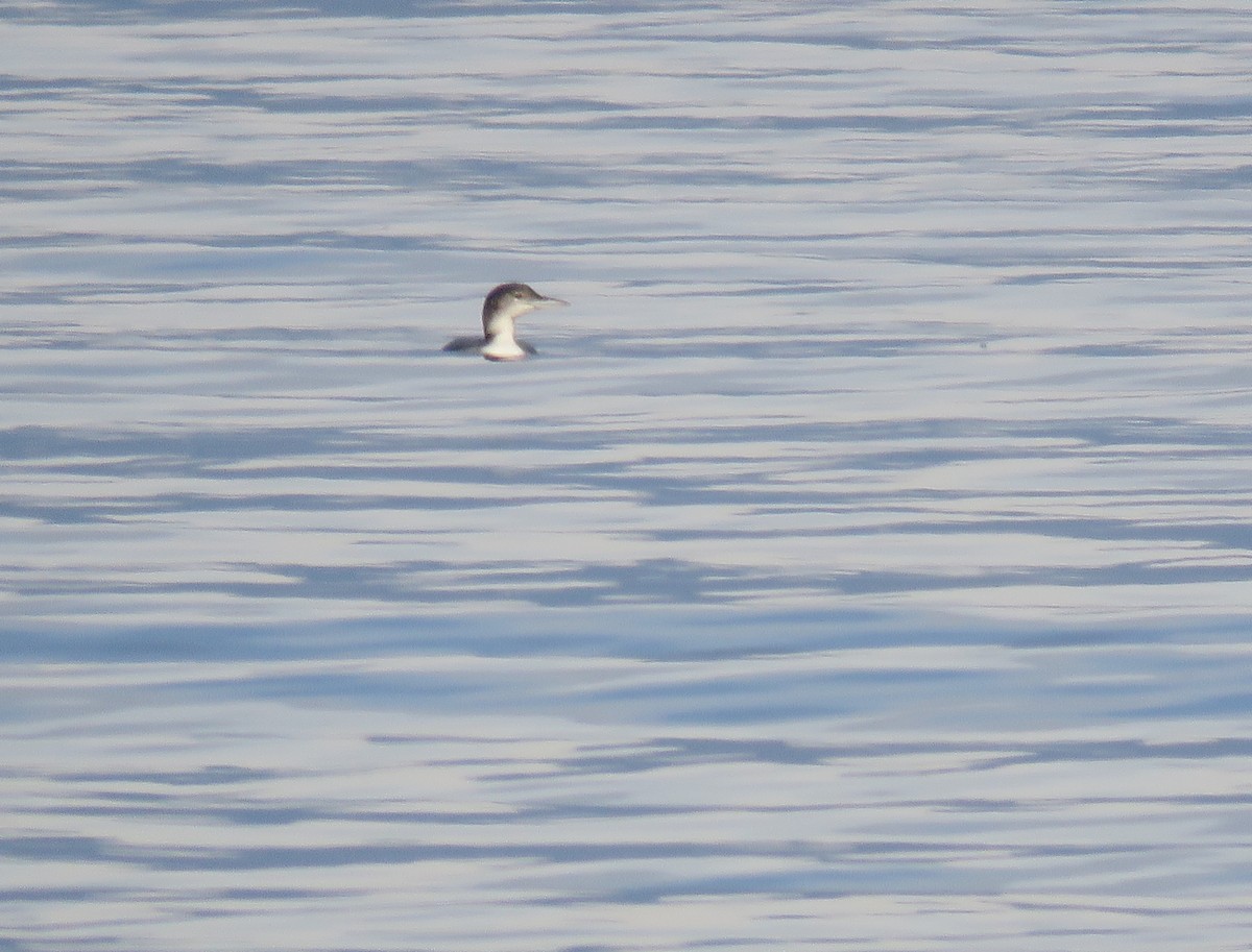 Common Loon - ML646120370