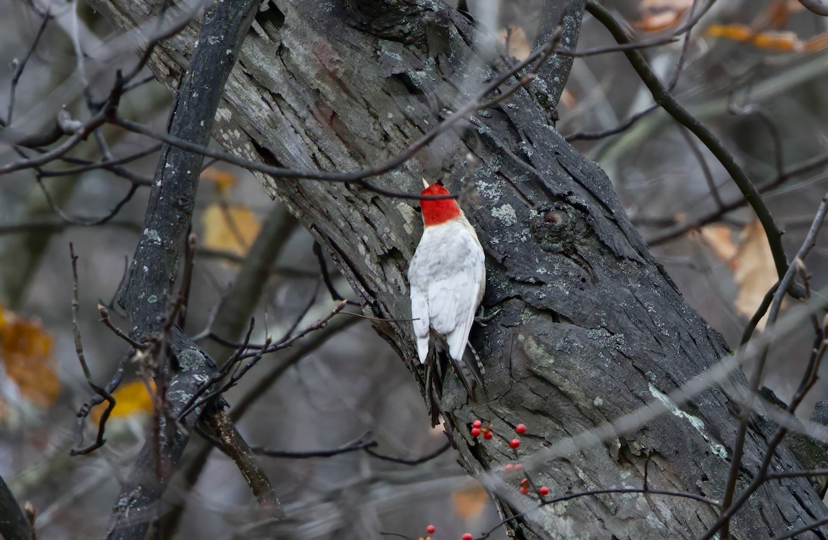 Каролинский дятел - ML646120372