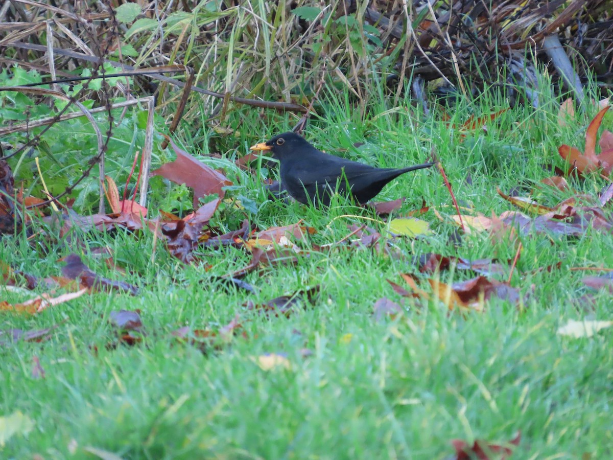 Чёрный дрозд - ML646120374