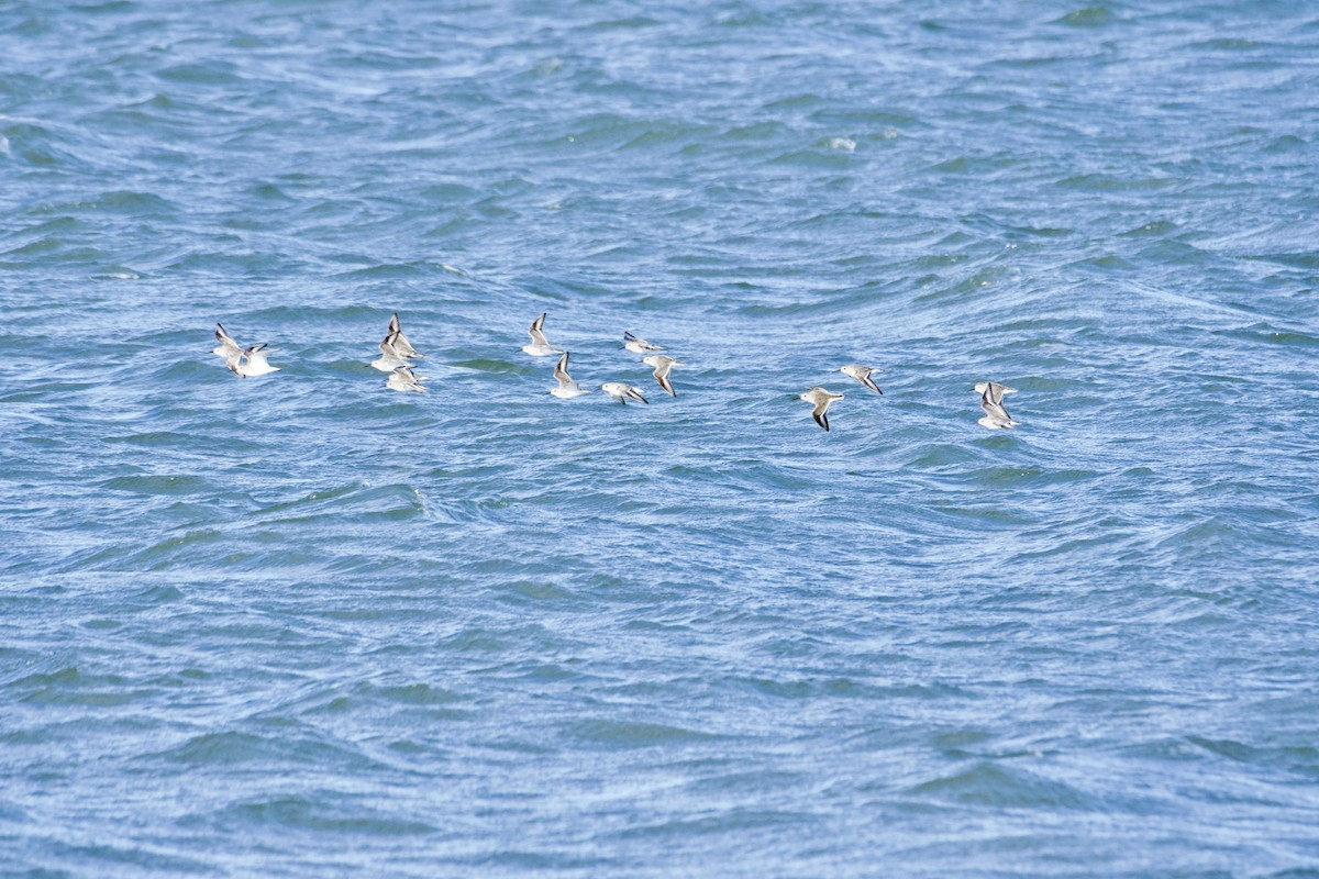 Песчанка - ML646120375