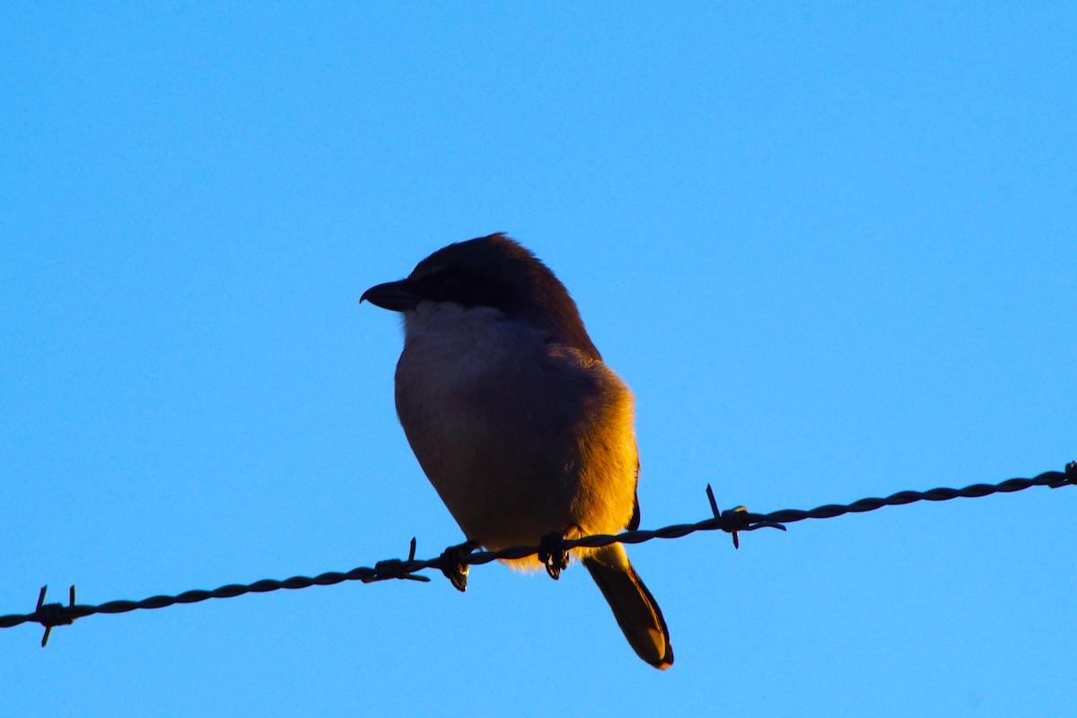 Американский сорокопут - ML646120377