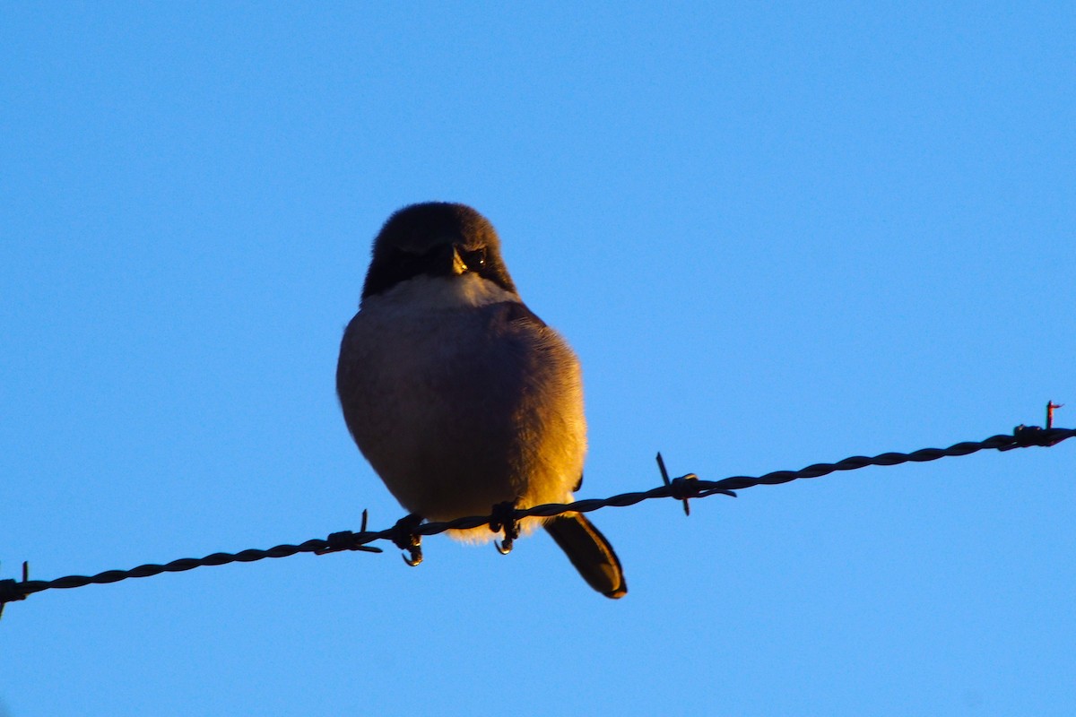 Американский сорокопут - ML646120378