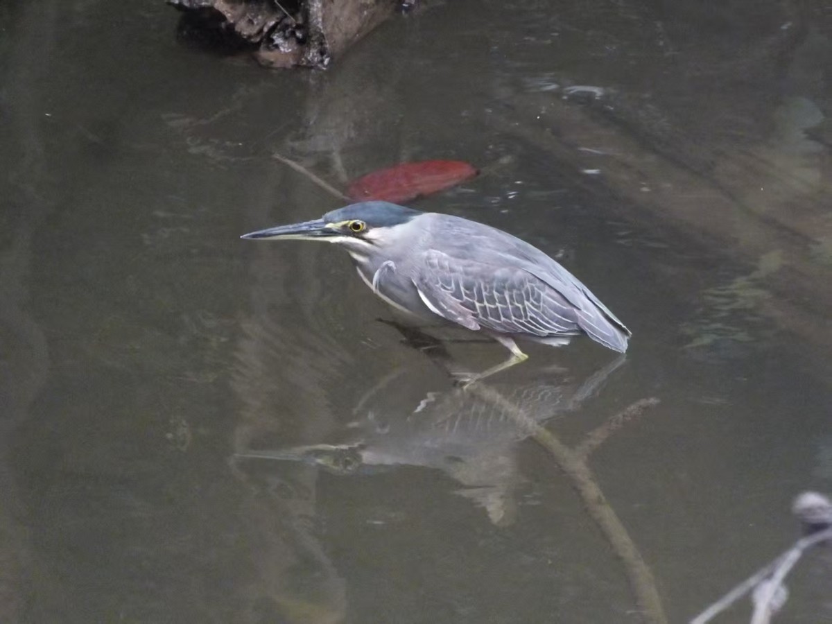 Little Heron - ML646120380