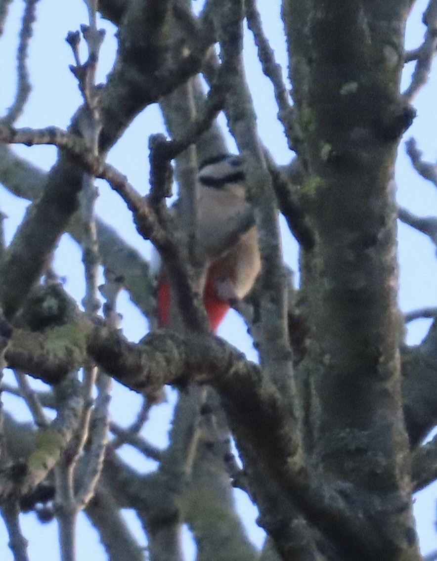 Большой пёстрый дятел - ML646120382