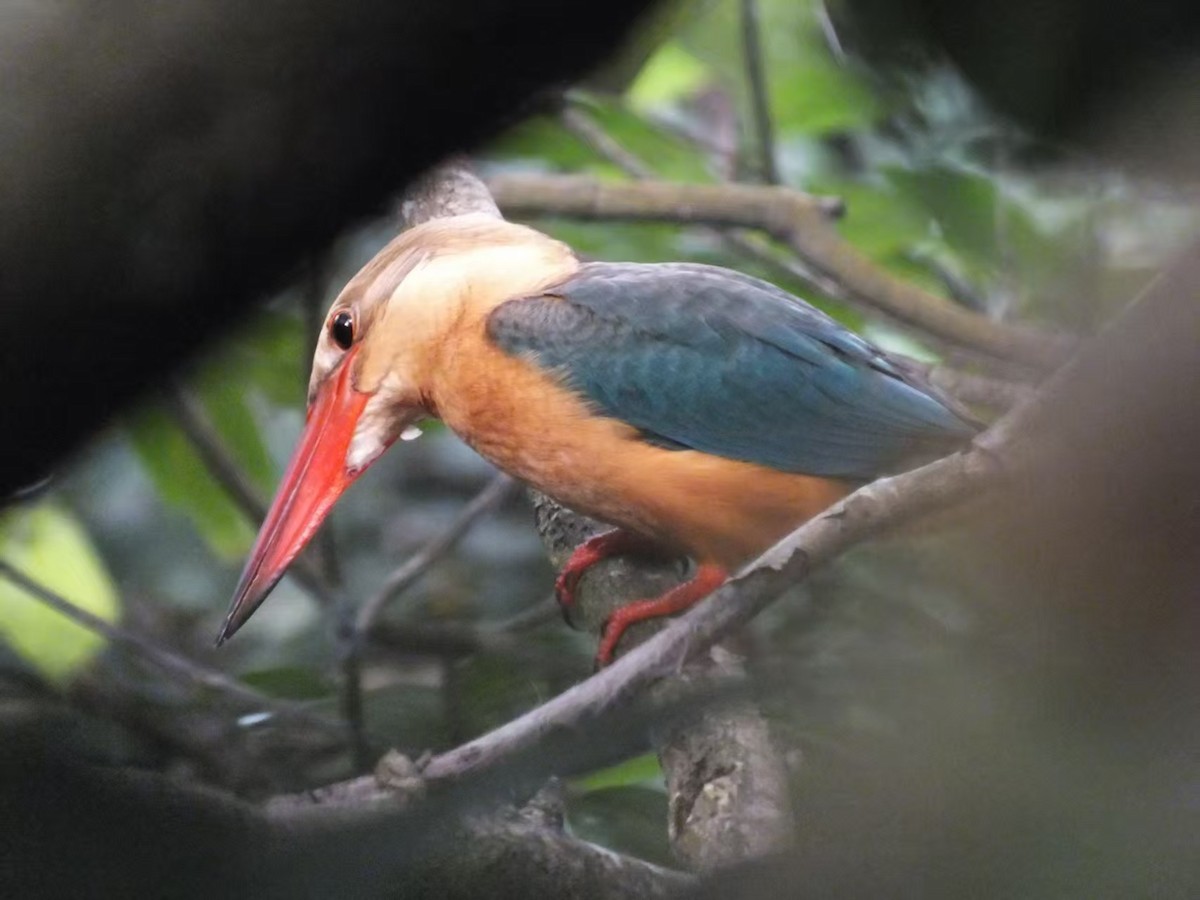 Аистоклювый гуриал - ML646120383