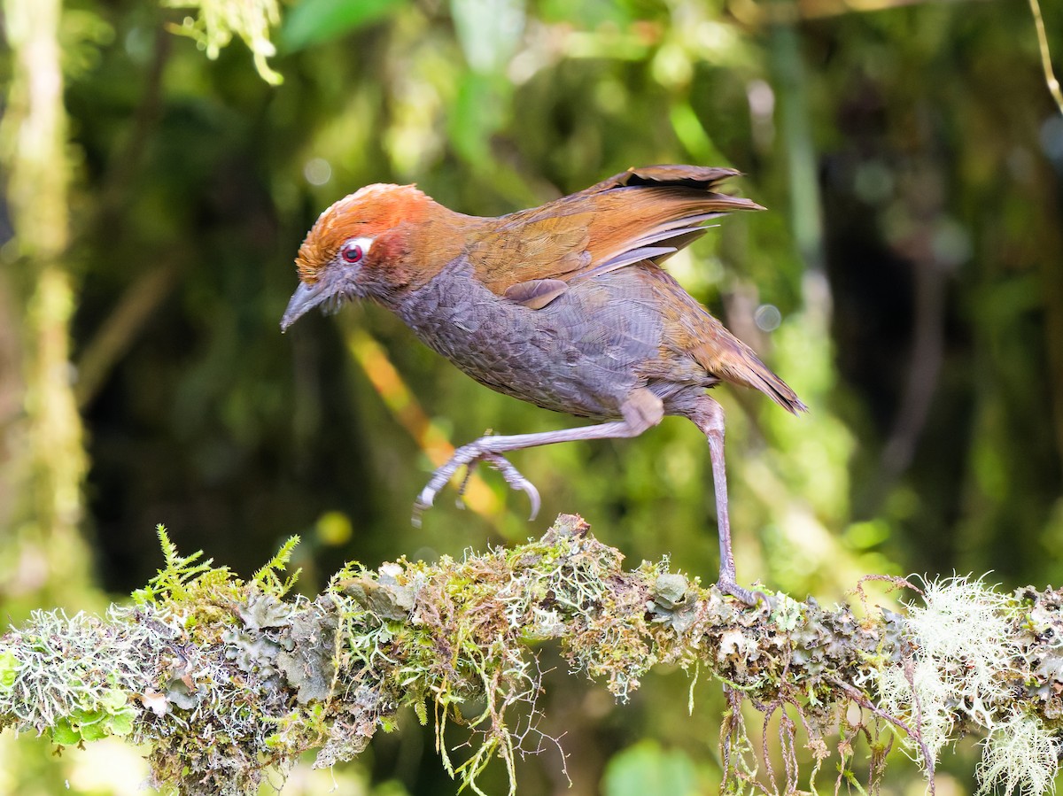 Каштановоголовая питтовая муравьеловка - ML646120384