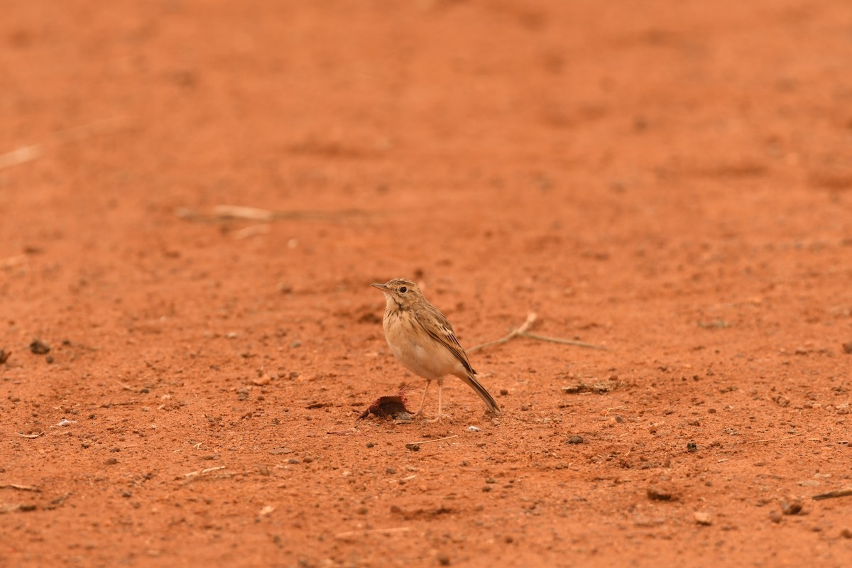 Рисовой конёк - ML646120385