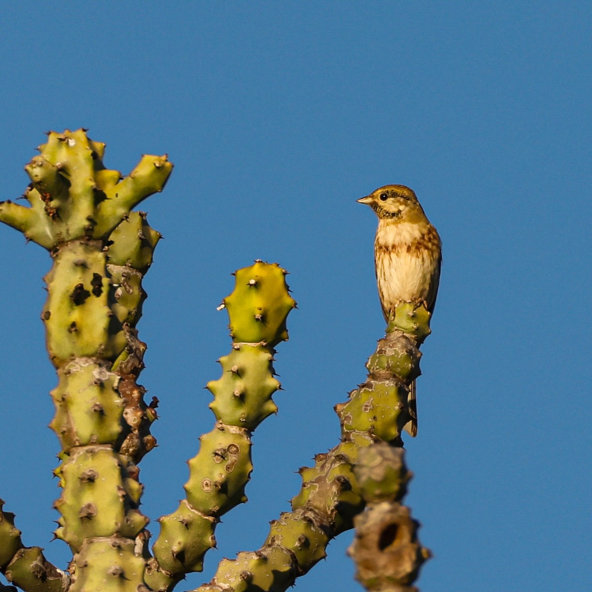 Овсянка Стюарта - ML646120386