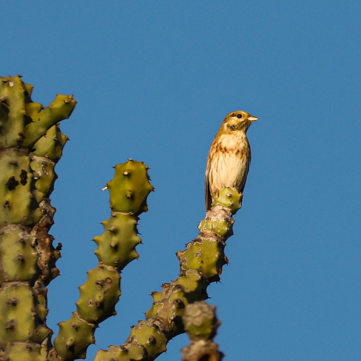 Овсянка Стюарта - ML646120387