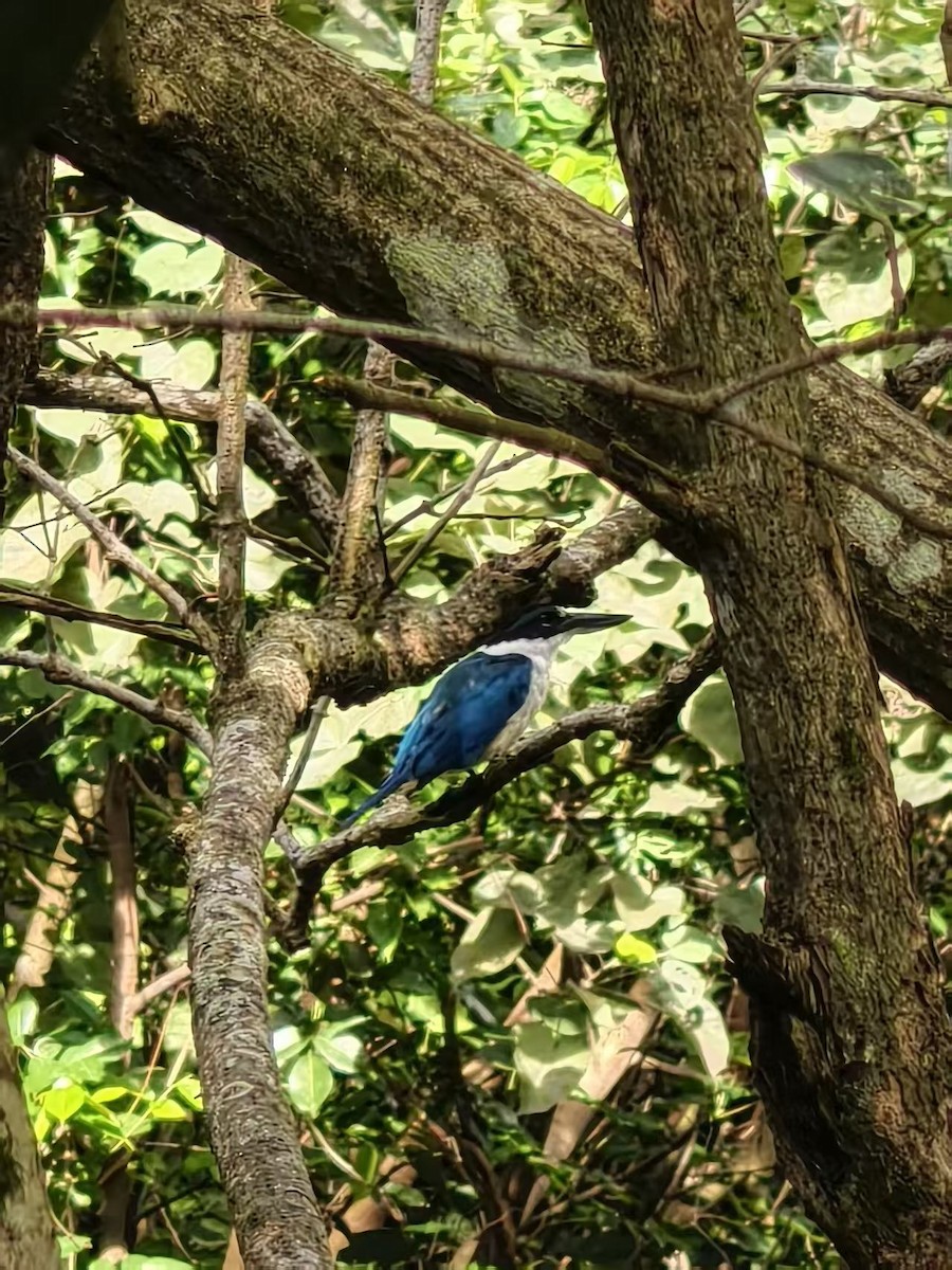 Воротничковая альциона - ML646120388