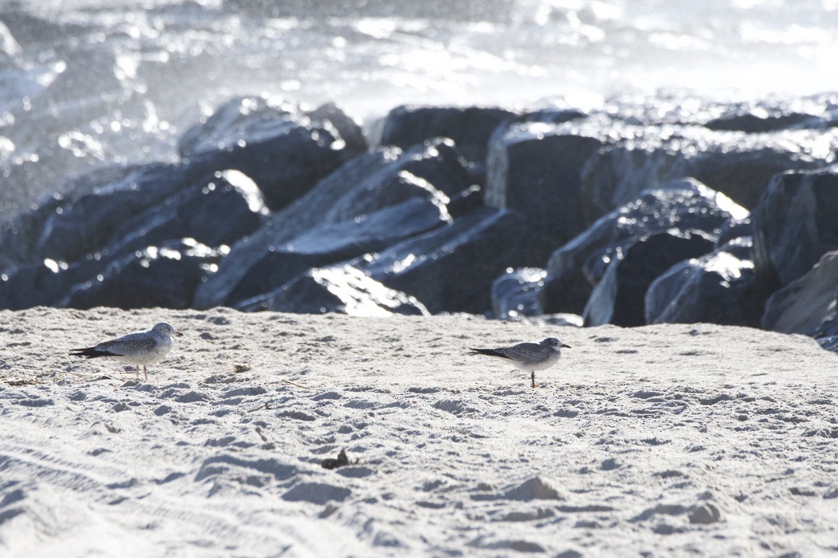 Ацтекская чайка - ML646120389