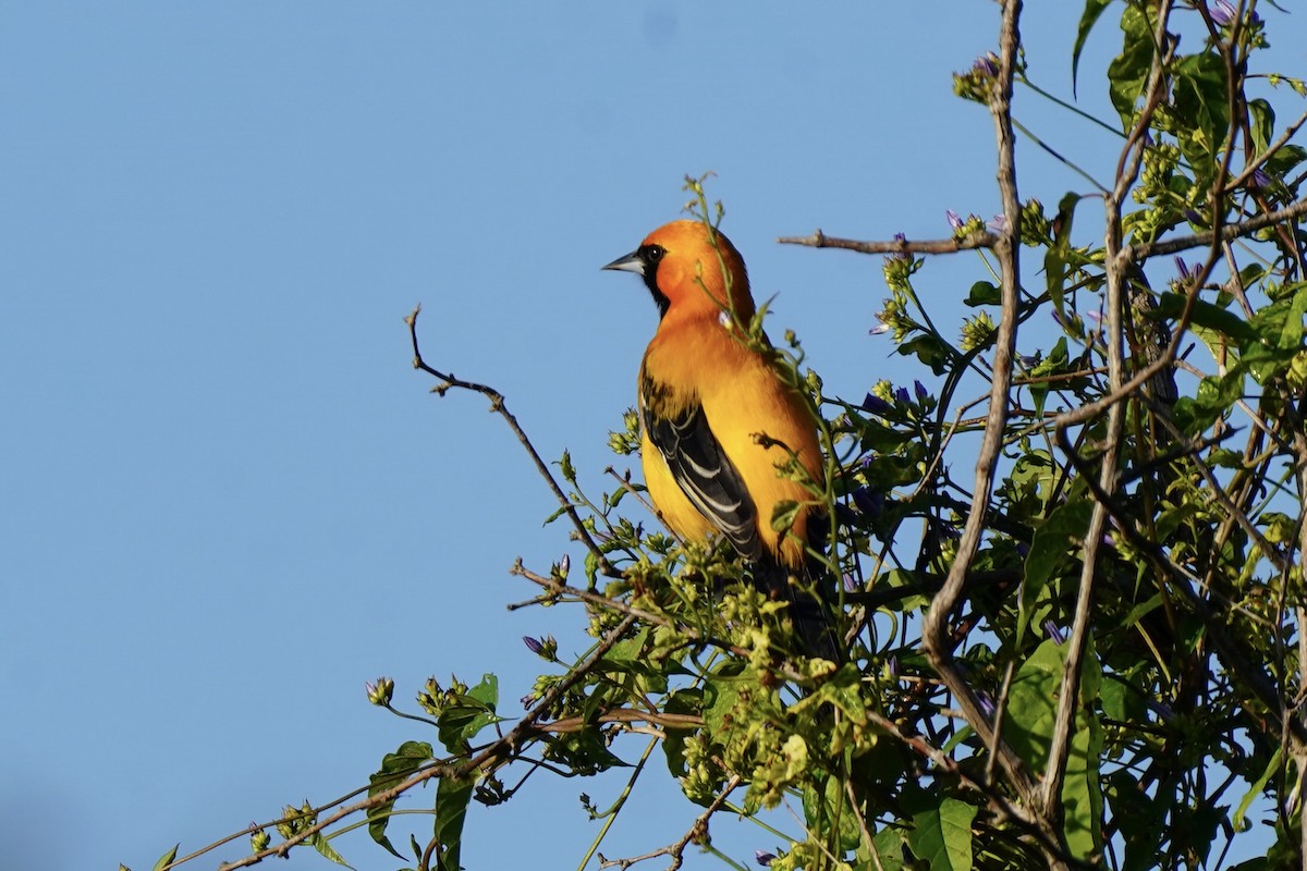 Золотистый трупиал - ML646120390