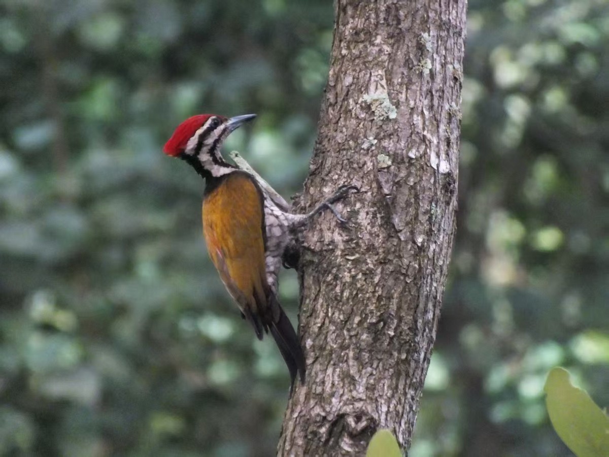 Огненоспинный дятел-султан - ML646120391